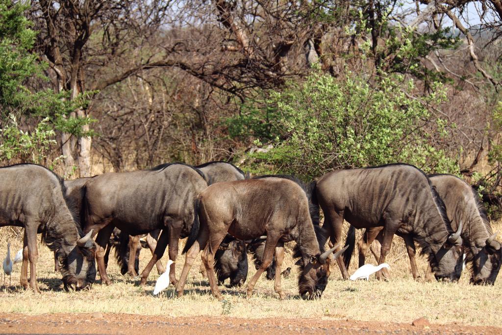 Ouklip Game Lodge Klipdrift Exterior foto