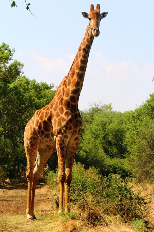 Ouklip Game Lodge Klipdrift Exterior foto